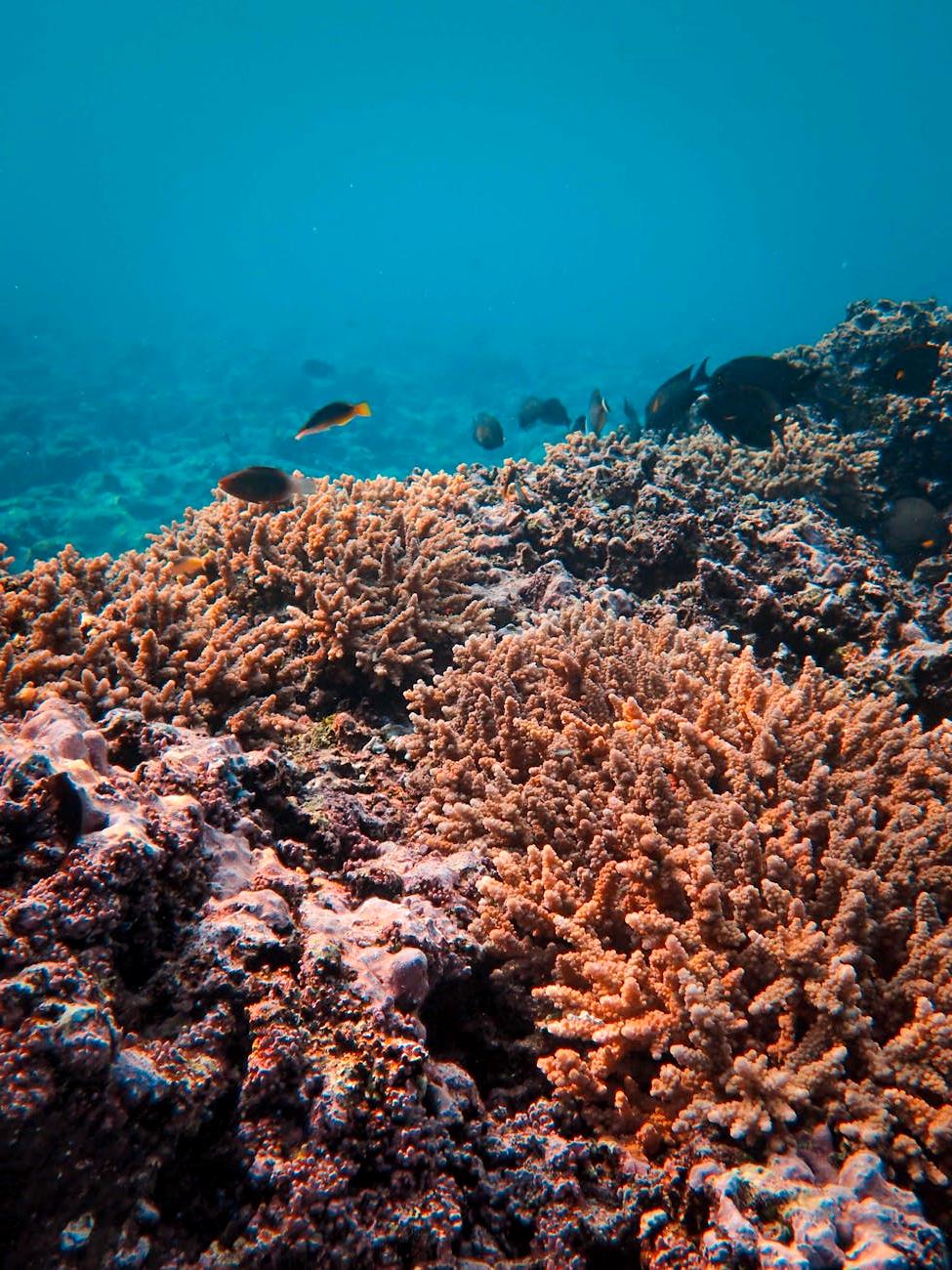 Coral reef recovery project results