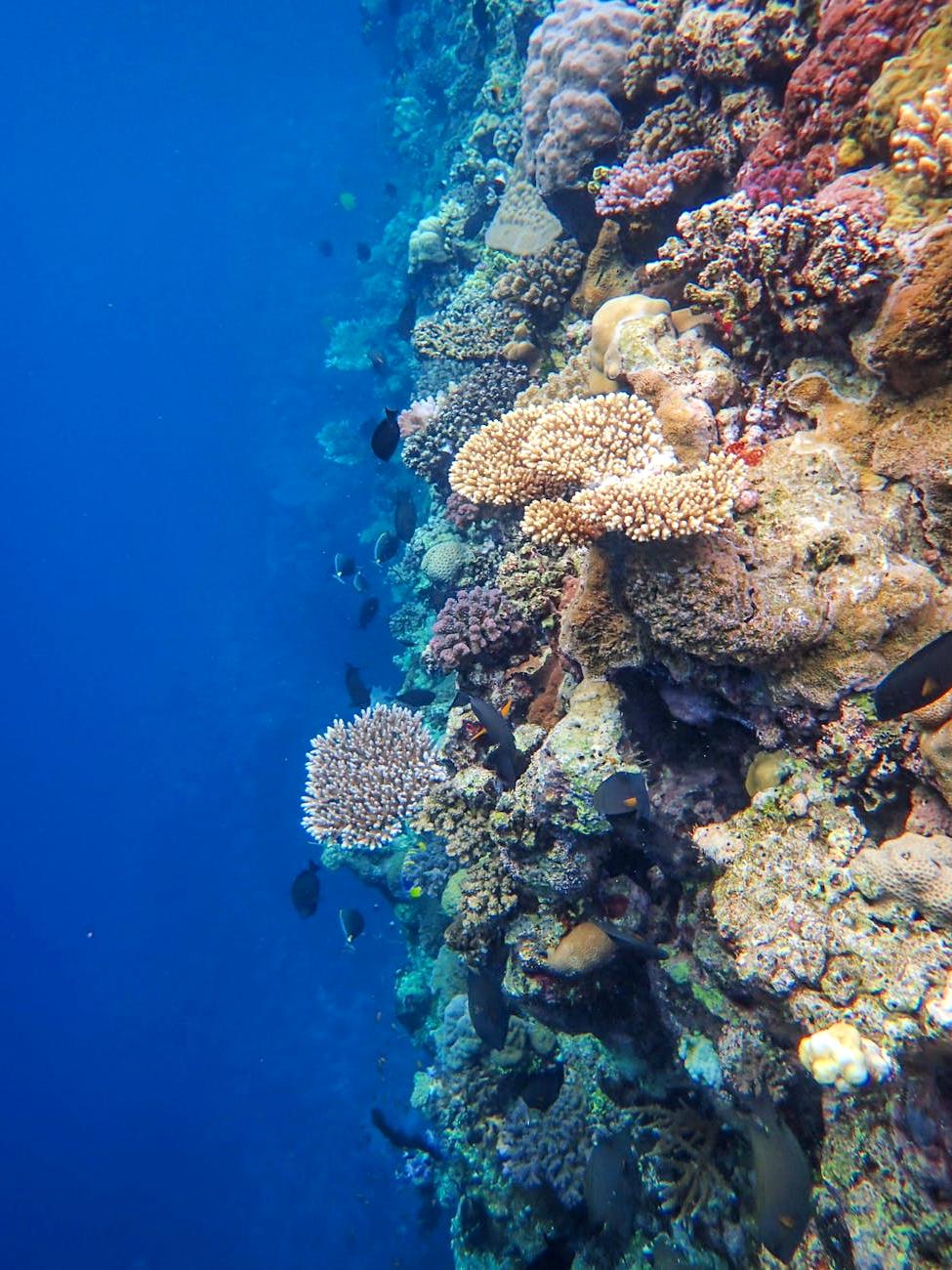 Marine protected zones with abundant fish